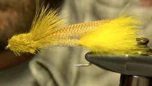 Video thumb for Zoo Cougar Streamer