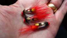 Video thumb for Red Devil Shrimp