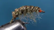 Video thumb for Wood Duck Scud