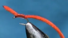 Video thumb for Red Worm