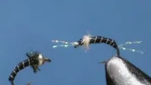 Video thumb for Zebra Midge