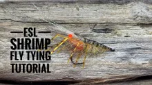 Video thumb for ESL Shrimp