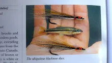 Video thumb for Blacknose Dace