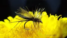 Video thumb for Transformer Midge