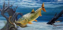 User submitted picture: "Dorado hunting an eel"...
