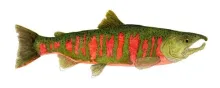 User submitted picture: Watercolor study of a Mal...
