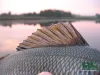Computer screen wallpaper: Perch fin