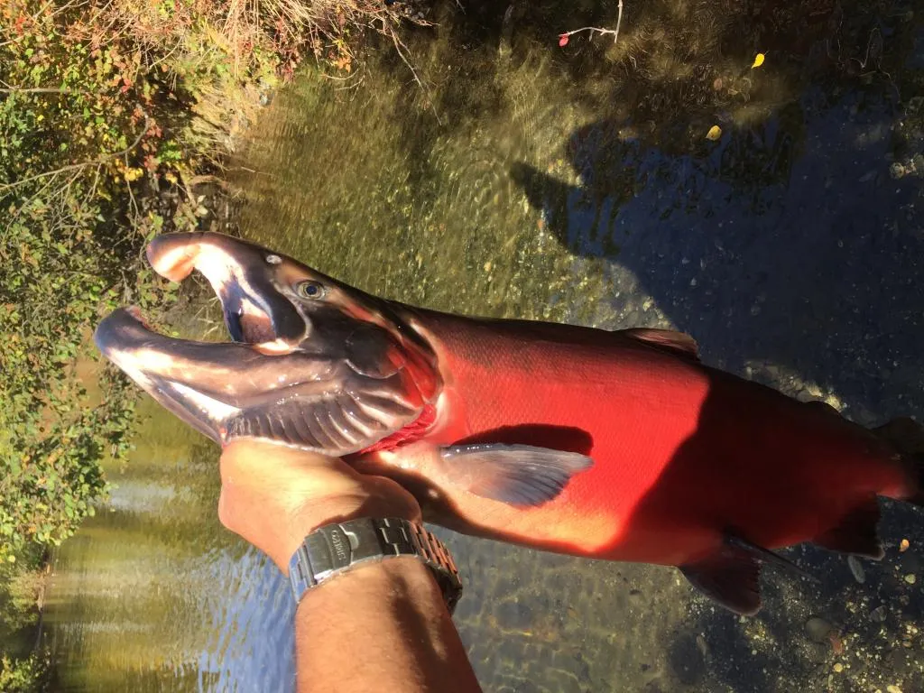 User submitted picture: Alaska
