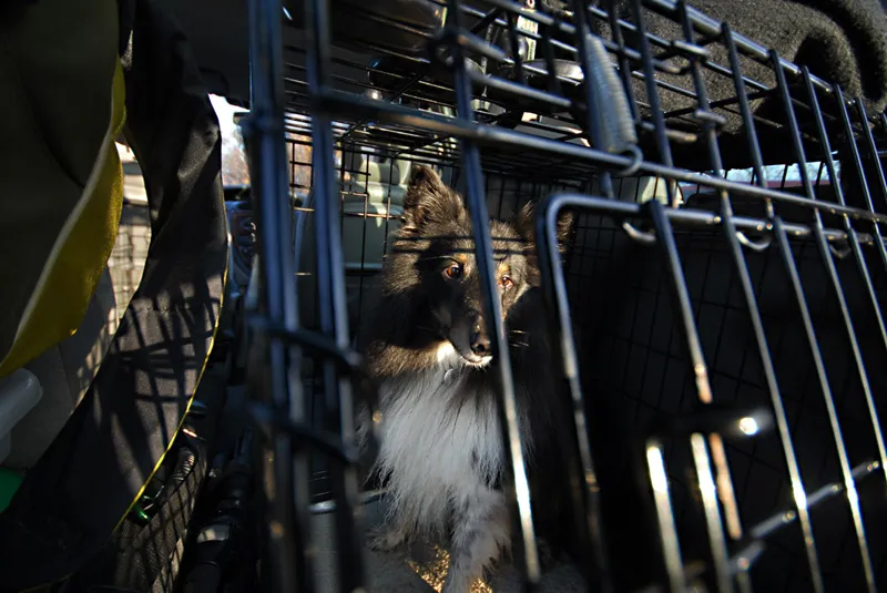 Caged - My dog Divus looking less happy than he is in his cage in the back of the car